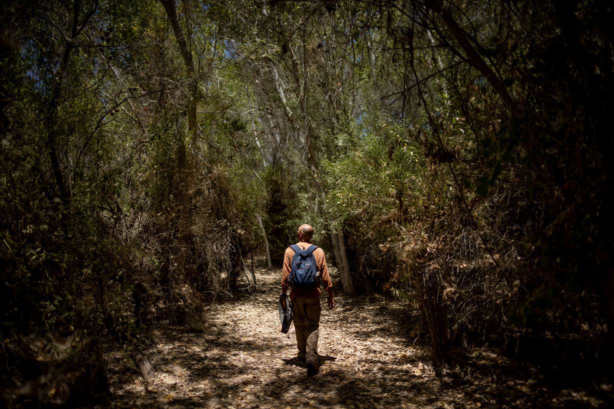 Tomás Enrique Rivas Salcedo, a restoration specialist for the Sonoran Institute, walks through a restored forest near the banks of the Colorado River in Baja California, Mexico, on June 23.