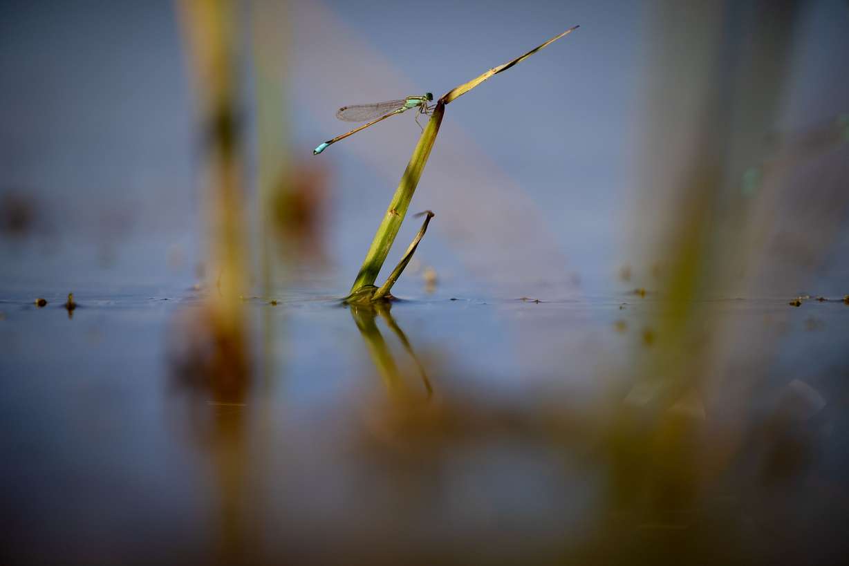 A dragonfly is pictured along the shores of the Colorado River in Baja California, Mexico, on June 23.