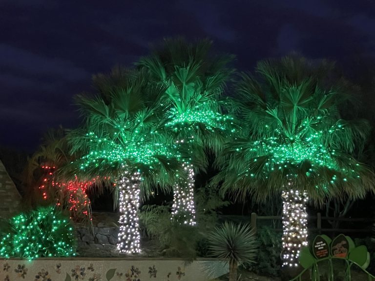 Lighted palm trees at Tonaquint Park, St. George in December.