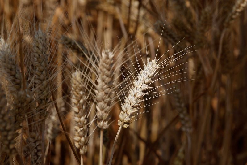 Wheat crops grow at a demonstration farm of Syngenta Group China's Modern Agriculture Platform service, during a media tour in Wei county of Handan, Hebei province, China, June 11, 2021. Global seed maker Syngenta will release a new type of wheat developed with complex cross-breeding techniques in the United States next year, beating out rival companies.