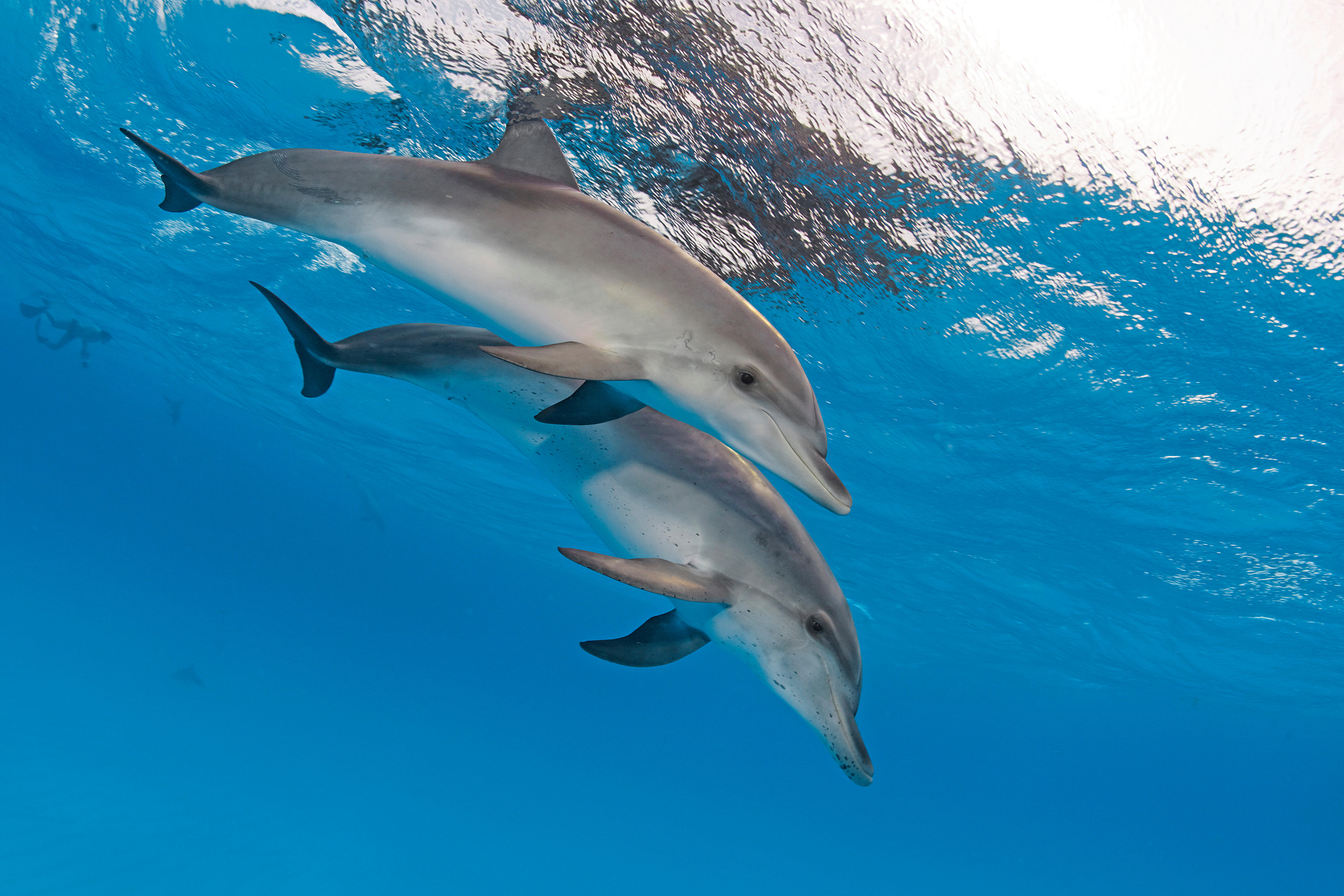 The brains of three species of dolphin found stranded along the Scottish coast have shown the hallmarks of Alzheimer's disease, according to new research, providing greater insight into the disease in species other than humans.