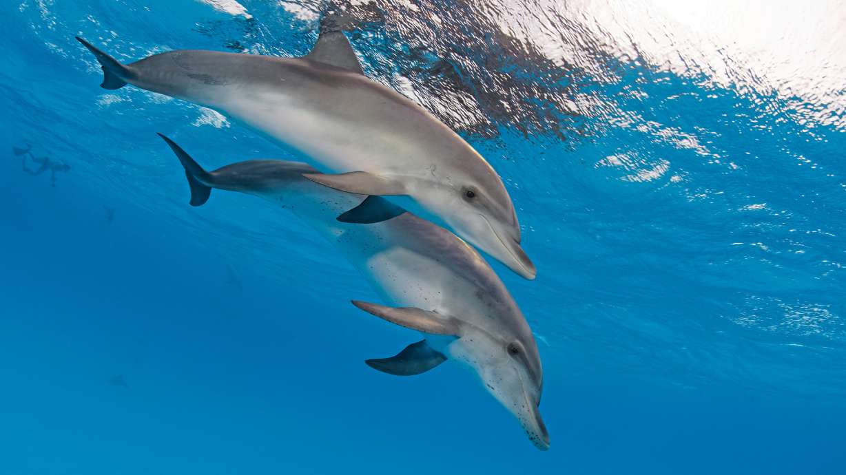 The brains of three species of dolphin found stranded along the Scottish coast have shown the hallmarks of Alzheimer's disease, according to new research, providing greater insight into the disease in species other than humans.