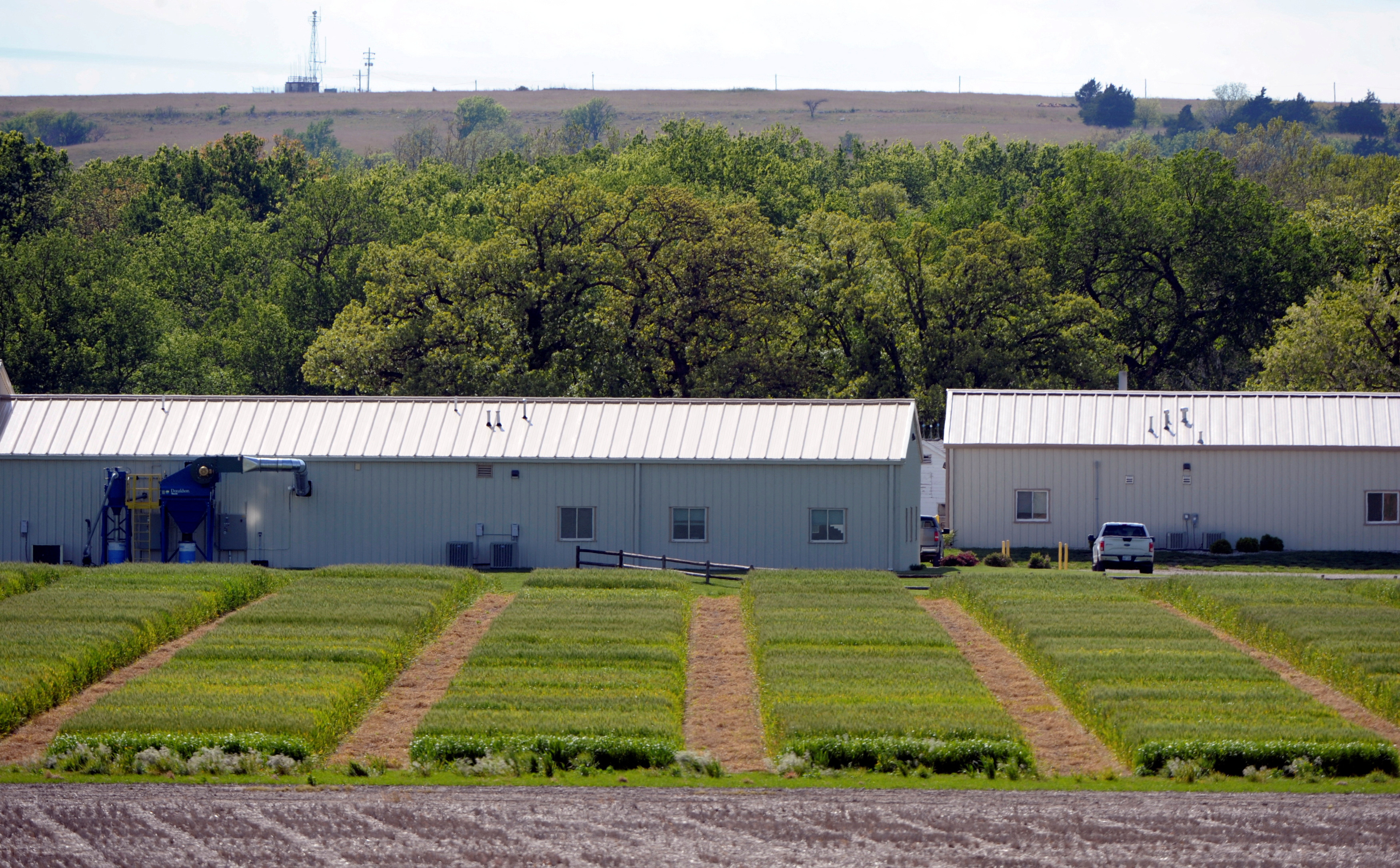Five by 15-foot test plots of different hybrid wheat strains are grown at the research farm for the biotechnology company Syngenta near Junction City, Kansas, May 4, 2017.