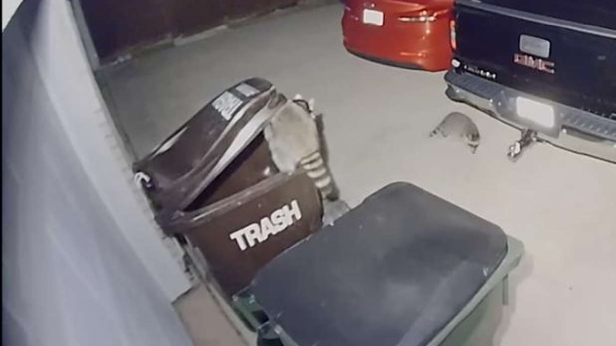 Raccoons make themselves at home in Plano, Texas, the morning of Oct. 31.