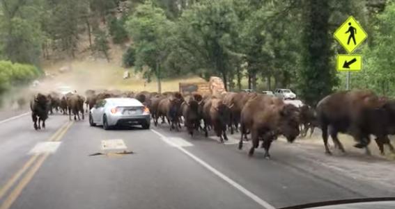 Bison stampede across a road at Yellowstone Sept. 22.