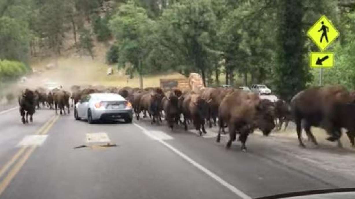 Bison stampede across a road at Yellowstone Sept. 22.