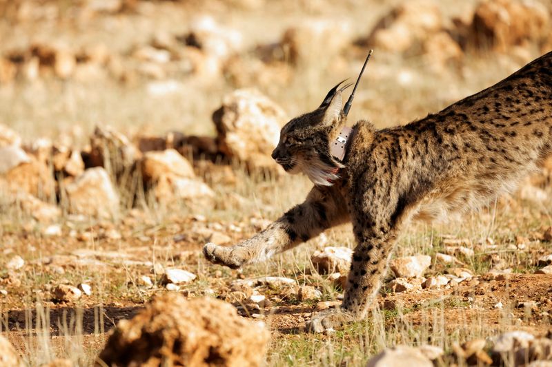 A female Iberian lynx, a feline in danger of extinction, named Ilexa is released with other four lynxes, as part of the European project 'Life LynxConnect' to recover this species in Arana mountain range, in Iznalloz, near Granada, southern Spain Dec. 19.