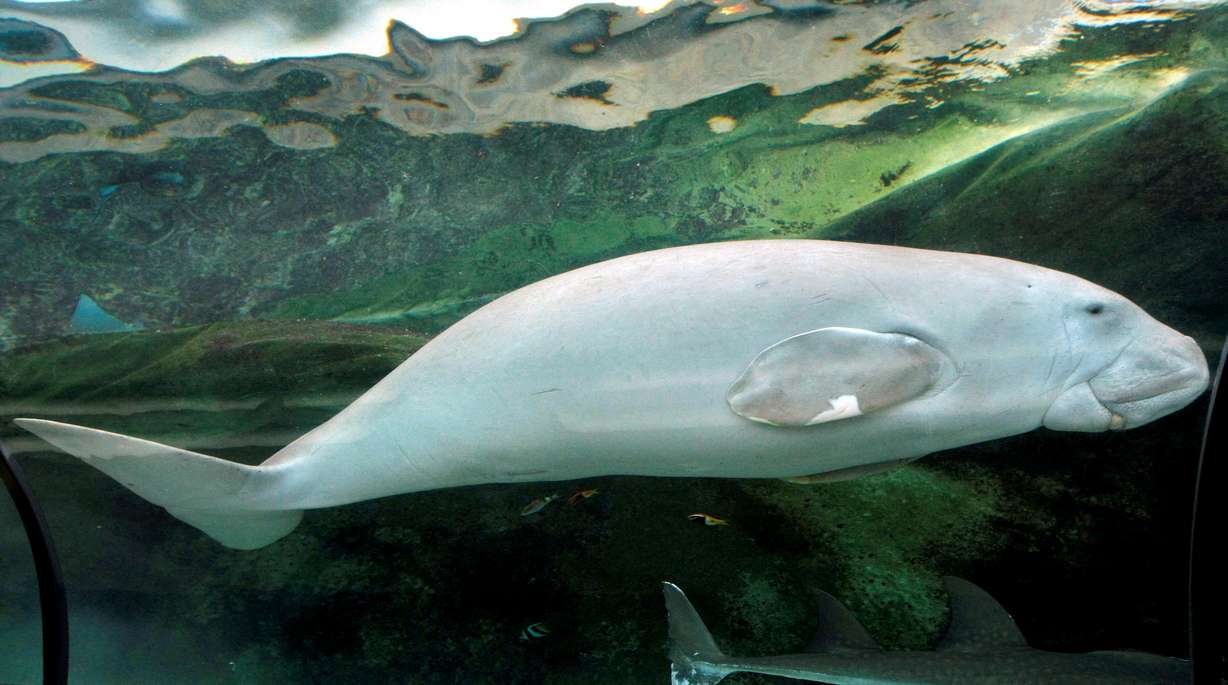 "Wuru," a four-year-old female Dugong, swims in her tank at the Sydney Aquarium June 4, 2009. Dugongs graze on sea grass in tropical waters and are sometimes labelled "Sea cows" although their closest living relative is the elephant.