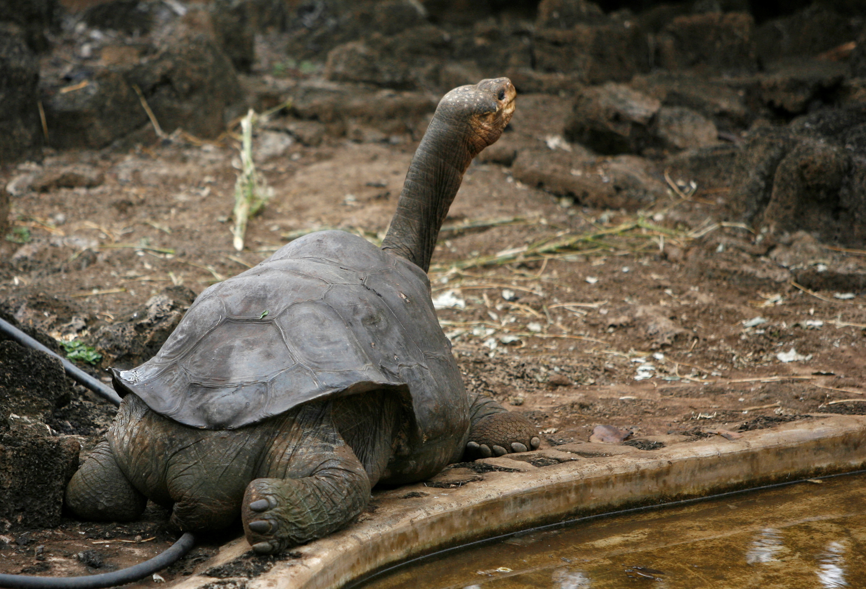 Pinta island tortoise "Lonesome George" is seen in his shelter at Galapagos National Park in Santa Cruz Sept.15, 2008. After decades of solitude, George may finally save his species of Galapagos giant tortoise from extinction, his keepers said in July.