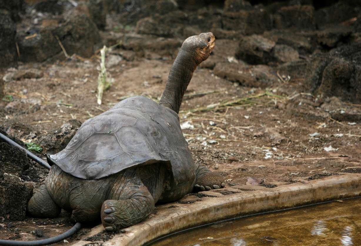 Pinta island tortoise "Lonesome George" is seen in his shelter at Galapagos National Park in Santa Cruz Sept.15, 2008. After decades of solitude, George may finally save his species of Galapagos giant tortoise from extinction, his keepers said in July.