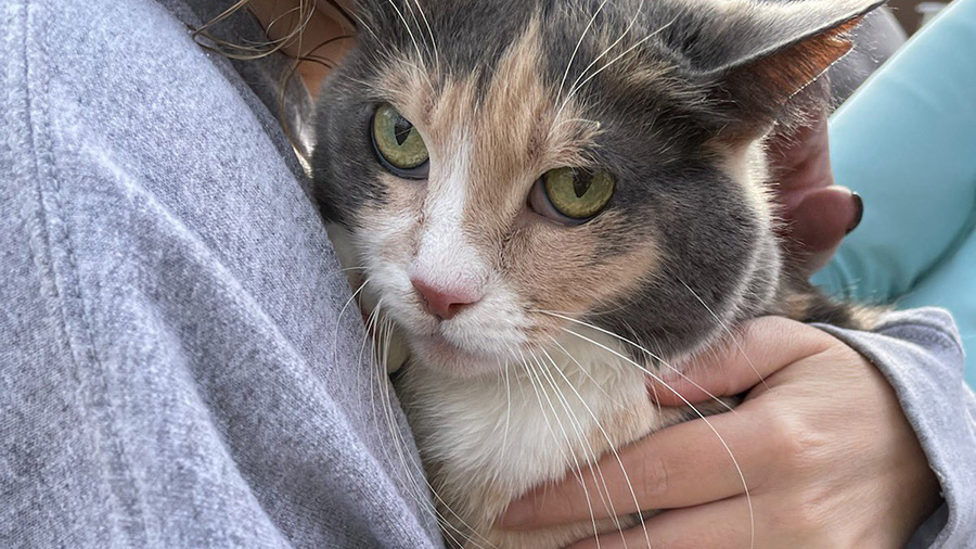 The cat was rescued from the second floor where the fire caused significant damage to the building.