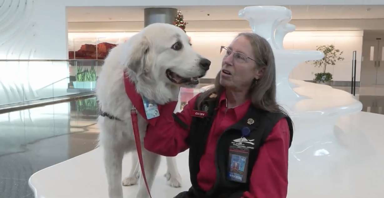Cindy Yorgason is the airport animal coordinator with Intermountain Therapy Animals. The dogs provide relief for people in stressful places like airports during the holidays.