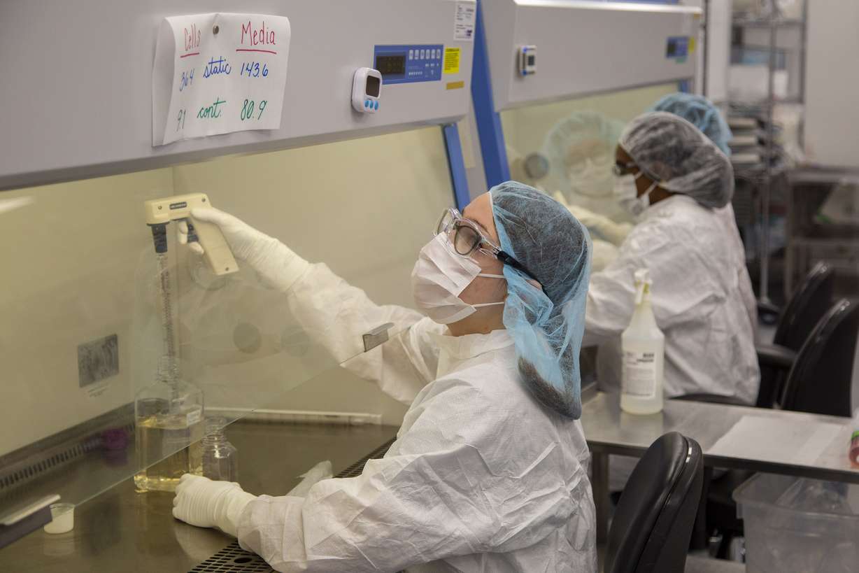 Technicians add cells to media that will be used to add cells to the organs growing in bioreactors in a Micromatrix laboratory on Dec. 8, 2022, in Eden Prairie, Minn. Stripping away the pig cells removes some of the risks of xenotransplantation.