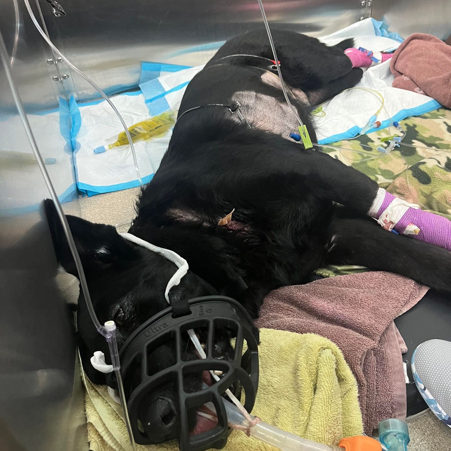 Riko, a K-9 member of the Hurricane Police Department, is treated in Las Vegas on Wednesday, for a stab wound that he suffered in the line of duty earlier this week in southern Utah.