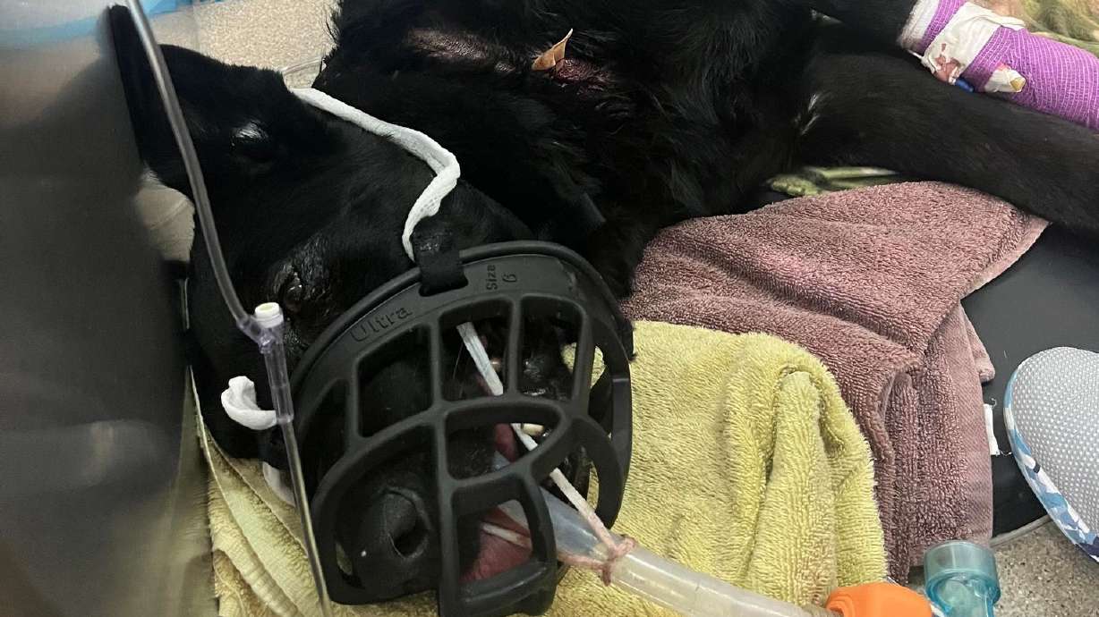 Riko, a K-9 member of the Hurricane Police Department, is treated in Las Vegas on Wednesday, for a stab wound that he suffered in the line of duty earlier this week in southern Utah.