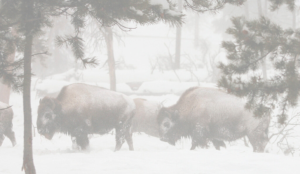 Bison in Yellowstone National Park in Wyoming are pictured on Jan. 6, 2007. Just over a dozen bison were killed or had to be euthanized after they were struck by vehicles on U.S. Highway 191 just north of the town of West Yellowstone. 
