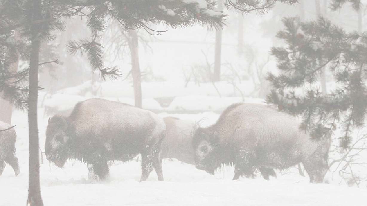Bison in Yellowstone National Park in Wyoming are pictured on Jan. 6, 2007. Just over a dozen bison were killed or had to be euthanized after they were struck by vehicles on U.S. Highway 191 just north of the town of West Yellowstone.