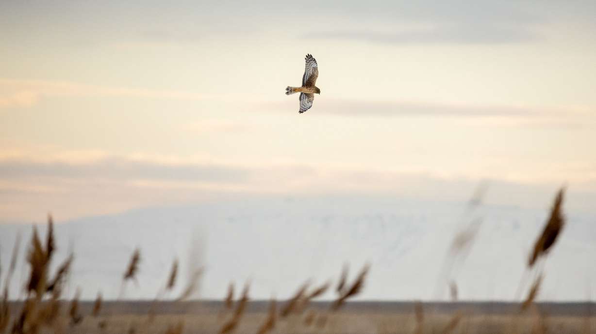 A raptor flies within the Farmington Bay Waterfowl Management Area in Farmington on Tuesday.