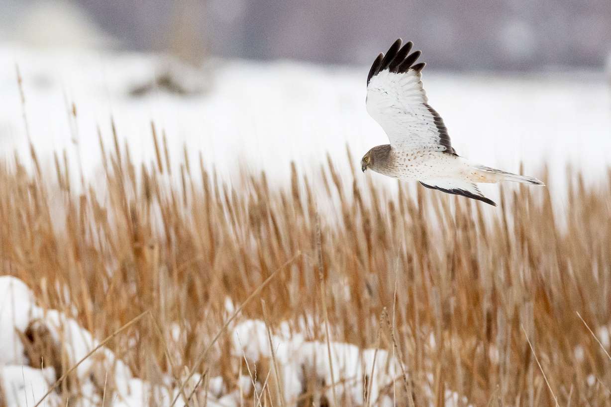 A bird flies within the Farmington Bay Waterfowl Management Area in Farmington on Tuesday.