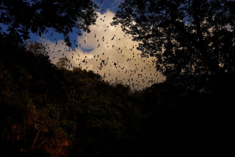 Bats fly out of a cave located in the Calakmul Biosphere Reserve in Calakmul, Campeche, Mexico, Nov. 8, 2022. A Duchesne County elementary school has been dealing with unexpected visitors of the flying mammal variety over the past few weeks.