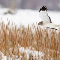 License requirement to be dropped at these Utah wildlife management areas