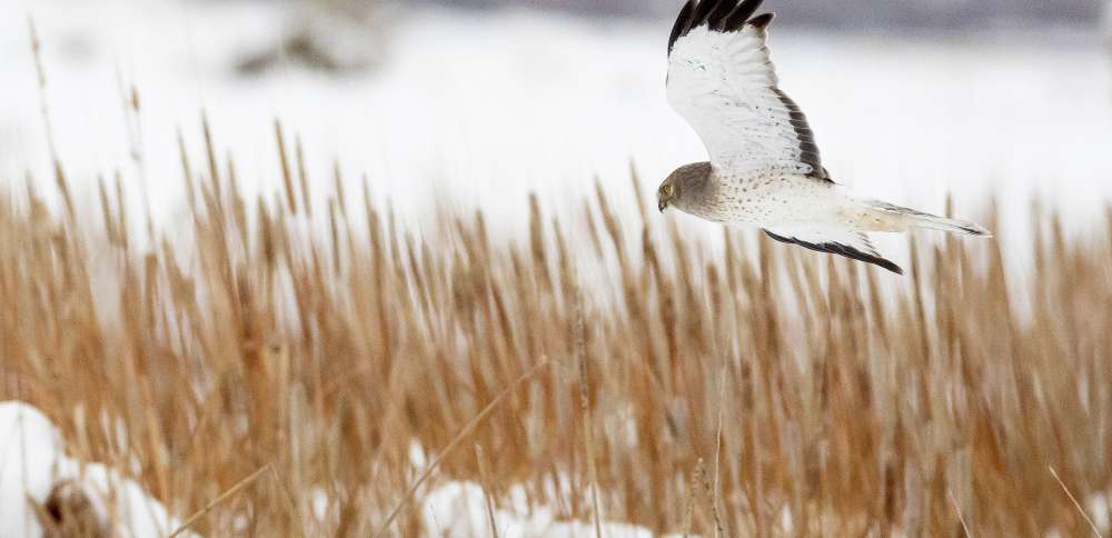 License requirement to be dropped at these Utah wildlife management areas