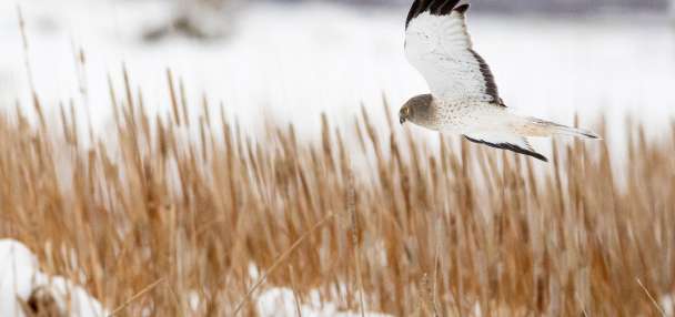 License requirement to be dropped at these Utah wildlife management areas