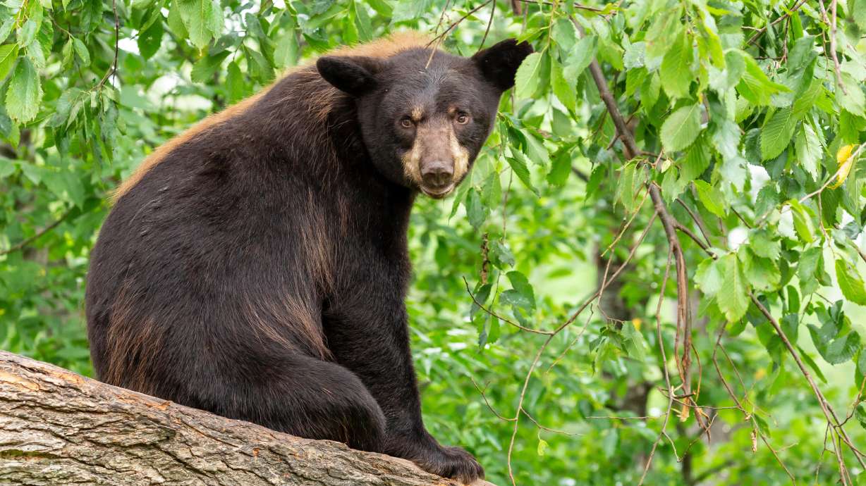 A judge has sentenced a central Minnesota man accused of killing a 500-pound black bear in his backyard to probation and temporarily stripped him of his hunting privileges.