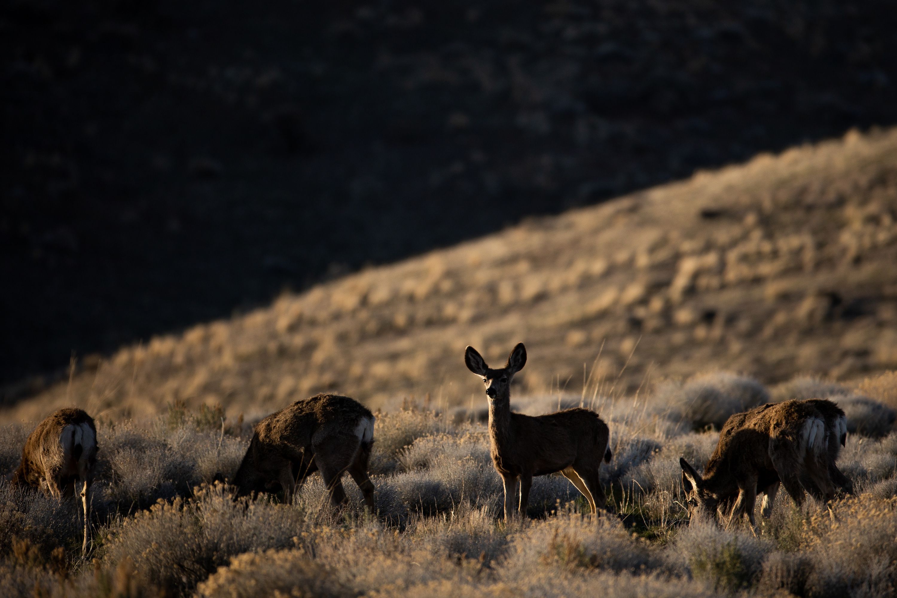 Deer graze at the site of a proposed lithium mine at Thacker Pass, Nev., on April 1, 2021. A western mining project for green energy resources is at the center of a court struggle where multiple parties are involved.