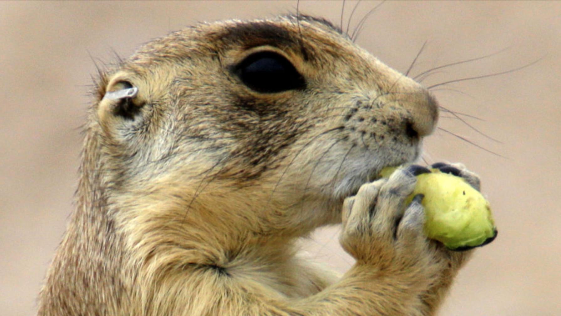 Utah prairie dog comeback forces change to state management