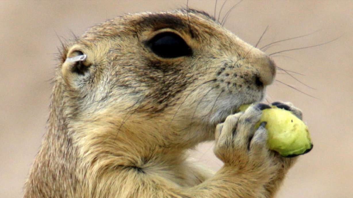 A prairie dog nibbles on a bit of zucchini at it's new colony after being trucked some 25 miles away from Cedar City, Utah, on Aug. 6, 2015.