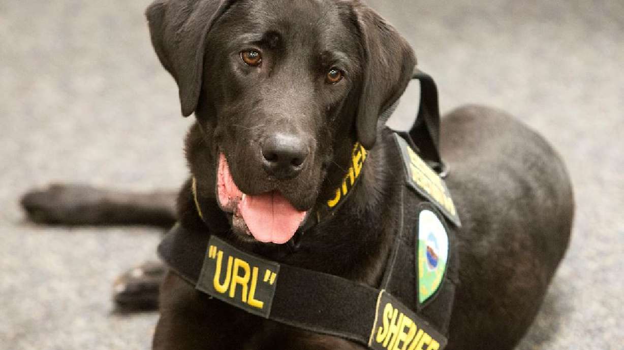 Utah’s ‘porn-sniffing dog’ dies after putting numerous offenders behind bars