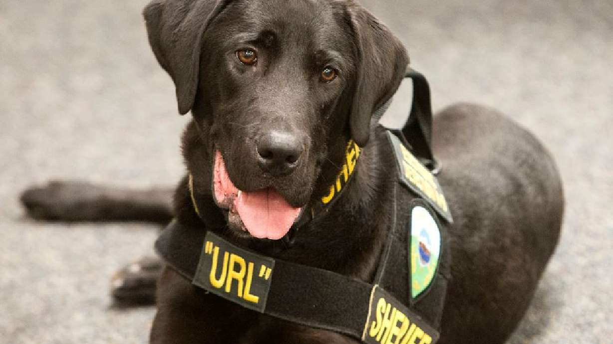 Weber County Sheriff's Office police service dog "URL," also known as "the porn-sniffing dog", died Dec. 30 after a life of successfully helping to put offenders behind bars.