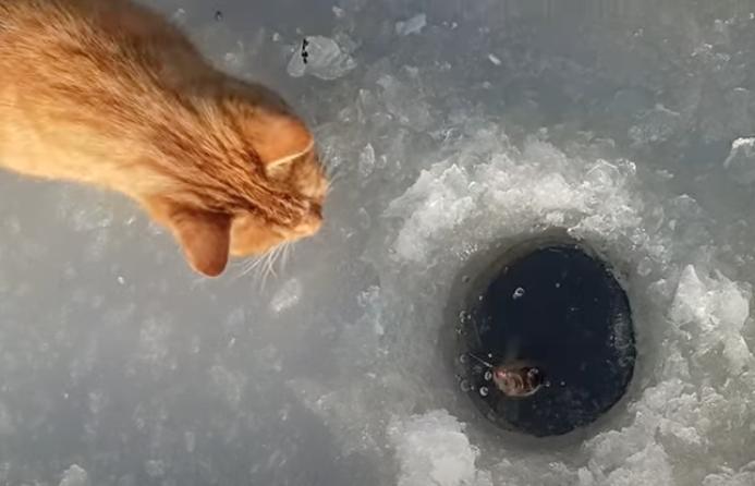 A cat eyes a fisherman's catch at an ice fishing hole in Belarus on Dec. 9.