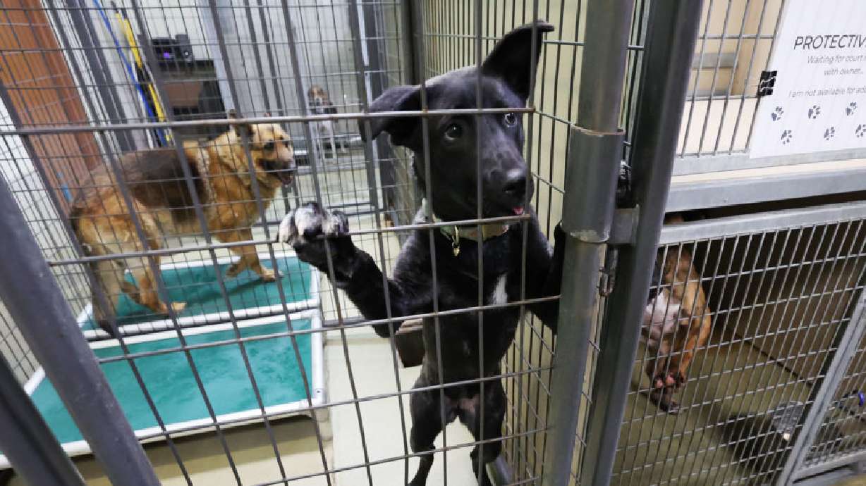 Dogs are caged at South Salt Lake Animal Services on April 5, 2022. Animal shelters are seeing more pets being dropped off.