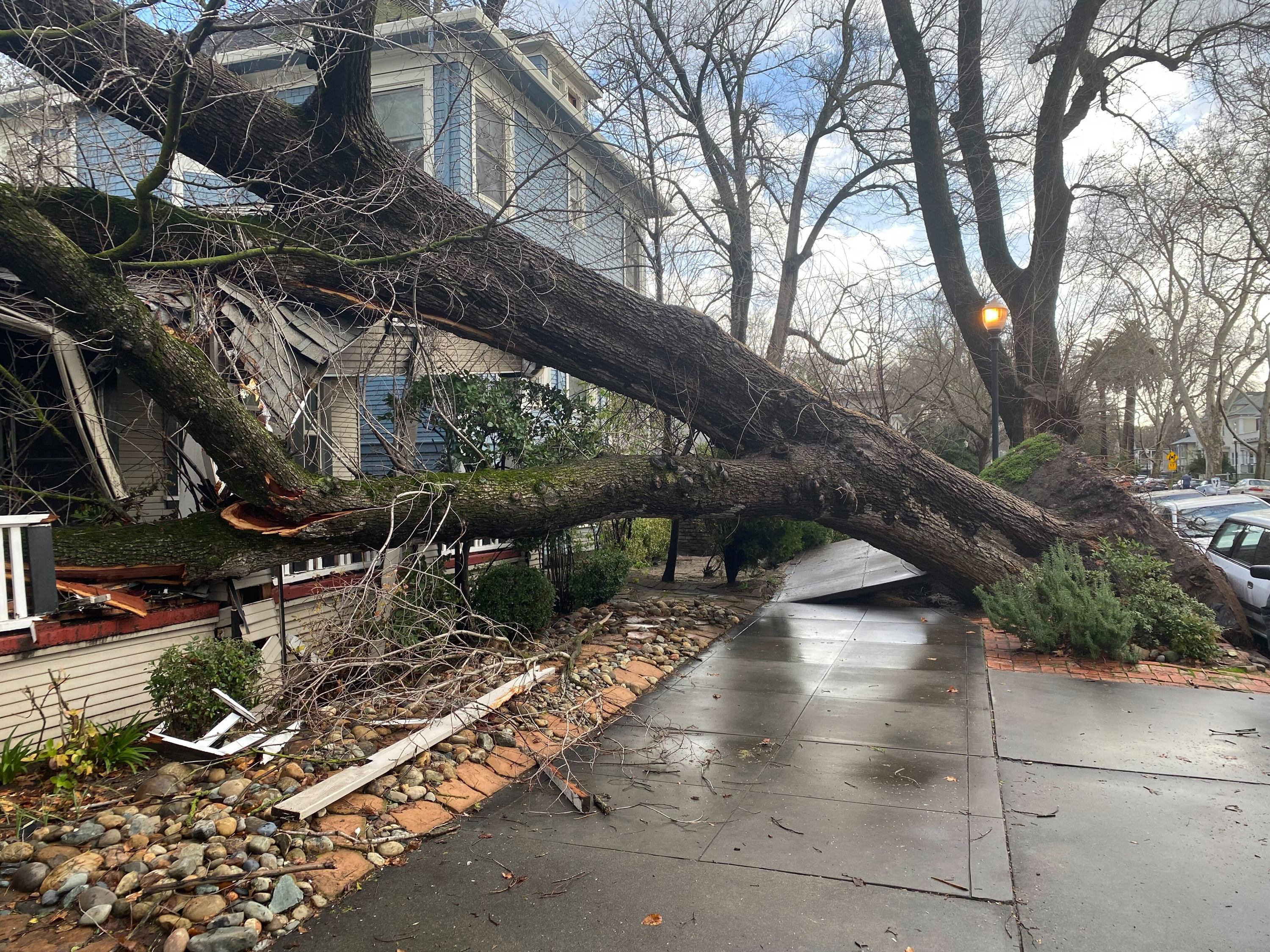 A tree collapsed and ripped up the sidewalk damaging a home in Sacramento, Calif., Sunday. The weather service's Sacramento office said the region should brace for an even more powerful storm system to move in late Sunday and early Monday.