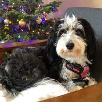 Southern Utah vet shortage leaves pet owners with limited options