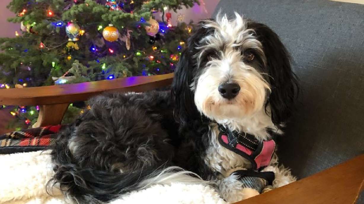 Sierra Aybar’s dog, Luna, ate chocolate on Christmas and required emergency intervention, St. George, date not specified. A vet shortage can mean limited options for pet owners.