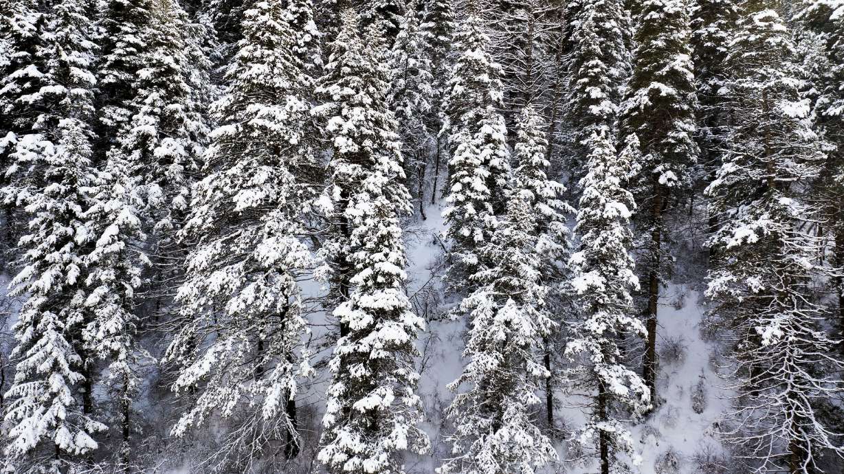 Snow-covered pine trees are pictured in the Wasatch-Cache National Forest in Millcreek on Thursday. Utah is in line to receive another winter storm this weekend.