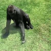 Have You Seen This? Gorilla attempts to help injured bird