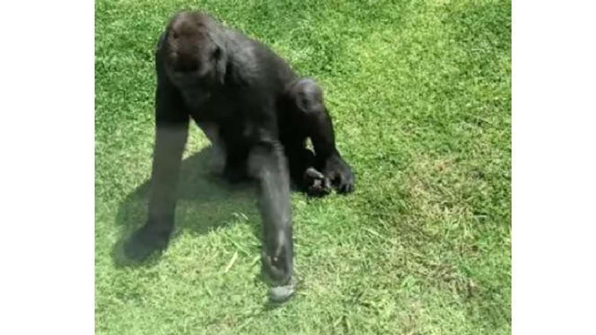 A gorilla at an Australian zoo tries to help an apparently injured bird in the gorilla's enclosure.