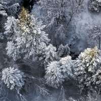 Would thinning forests help Utah's Great Salt Lake? Some say so