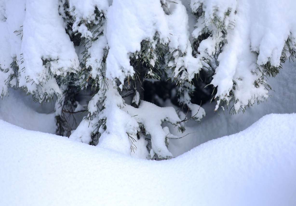 Snow-covered pine trees are pictured in the Wastch-Cache National Forest in Millcreek on Thursday.
