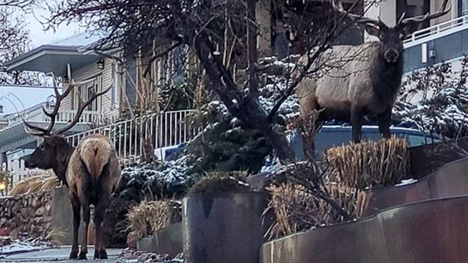 A pair of bull elk wander through a Salt Lake City neighborhood Sunday. The elk were located and tranquillized by state conservation officers Monday morning. They were released back into the wild in Utah County.