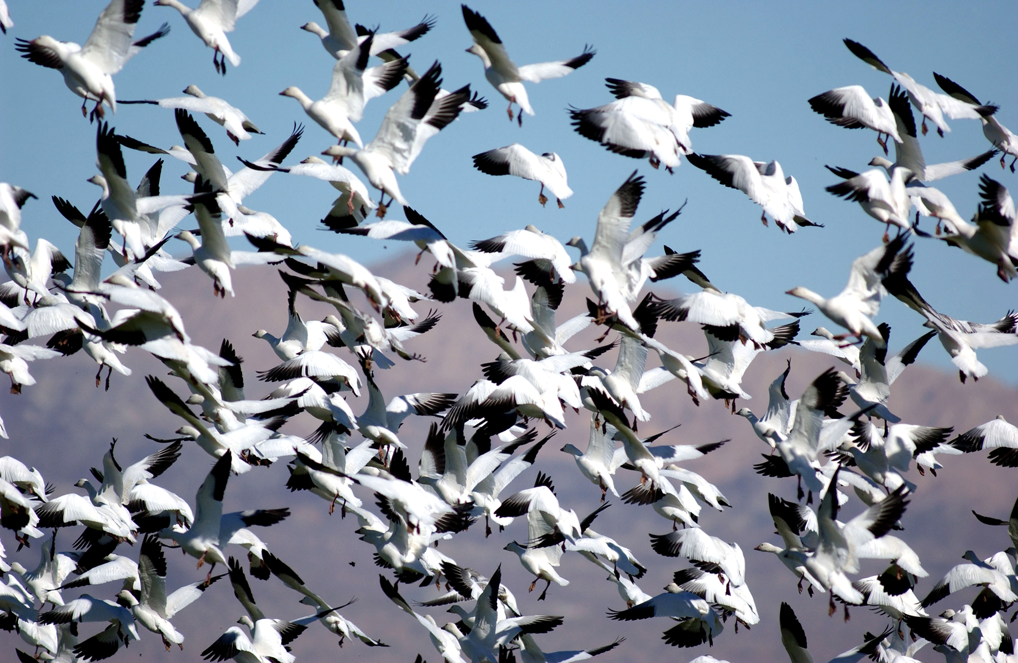 Snow geese fly over the Salton Sea National Wildlife Refuge in California. A new strain of bird flu has killed hundreds of snow geese in Colorado.