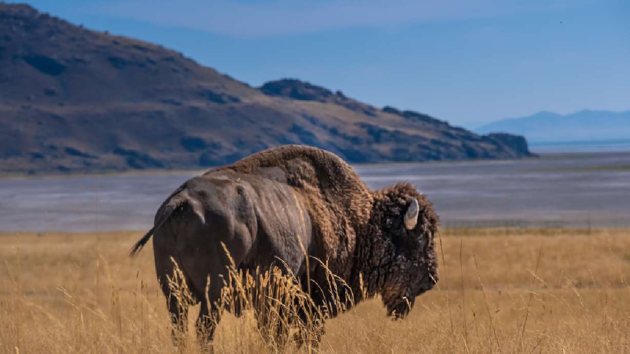 5 unbelievable stories of wild animal encounters in Utah