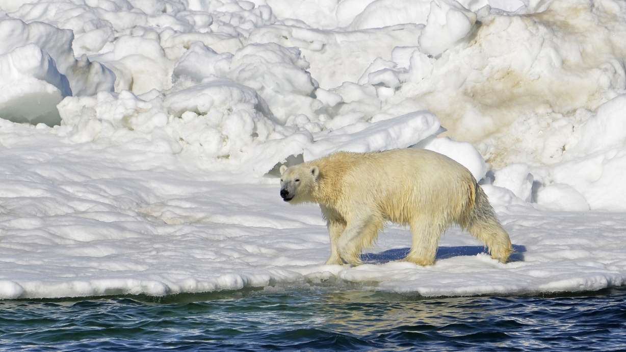 A polar bear dries off after swimming in the Chukchi Sea in Alaska, June 15, 2014. A polar bear attacked and killed two people in a remote village in western Alaska Tuesday, according to state troopers.