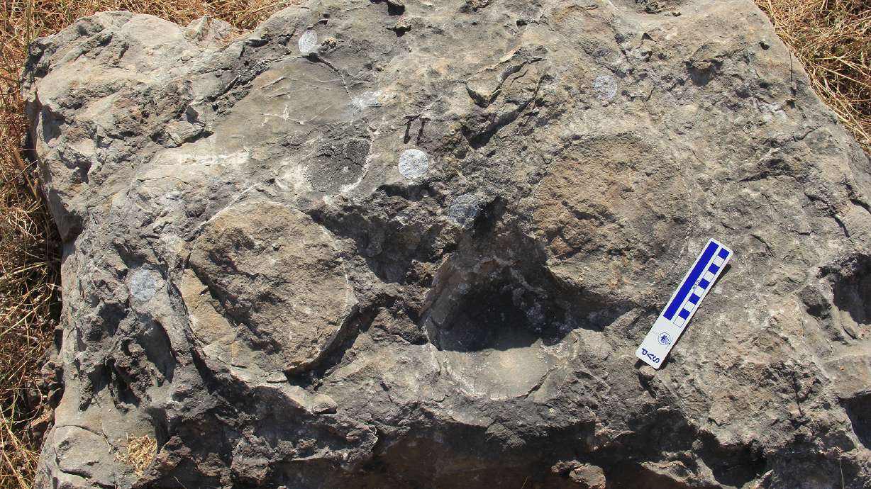 The titanosaur eggs measured 6 inches to 7 inches in diameter. Paleontologists working in central India have made a rare discovery — a fossilized dinosaur hatchery with 92 nests and 256 eggs belonging to colonies of giant plant-eating titanosaurs.