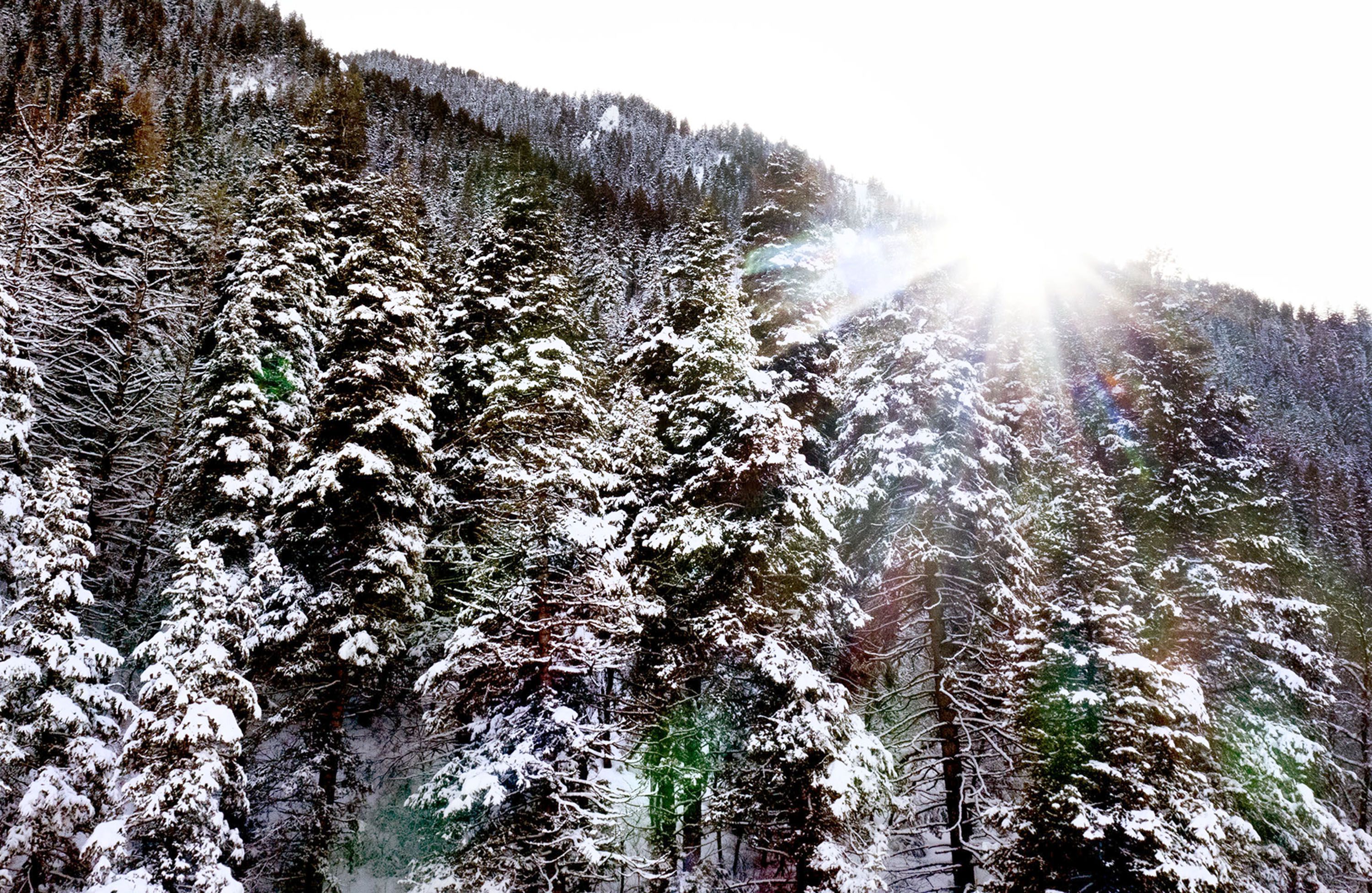 Snow-covered pine trees are pictured in the Wasatch-Cache National Forest in Millcreek on Jan. 12.