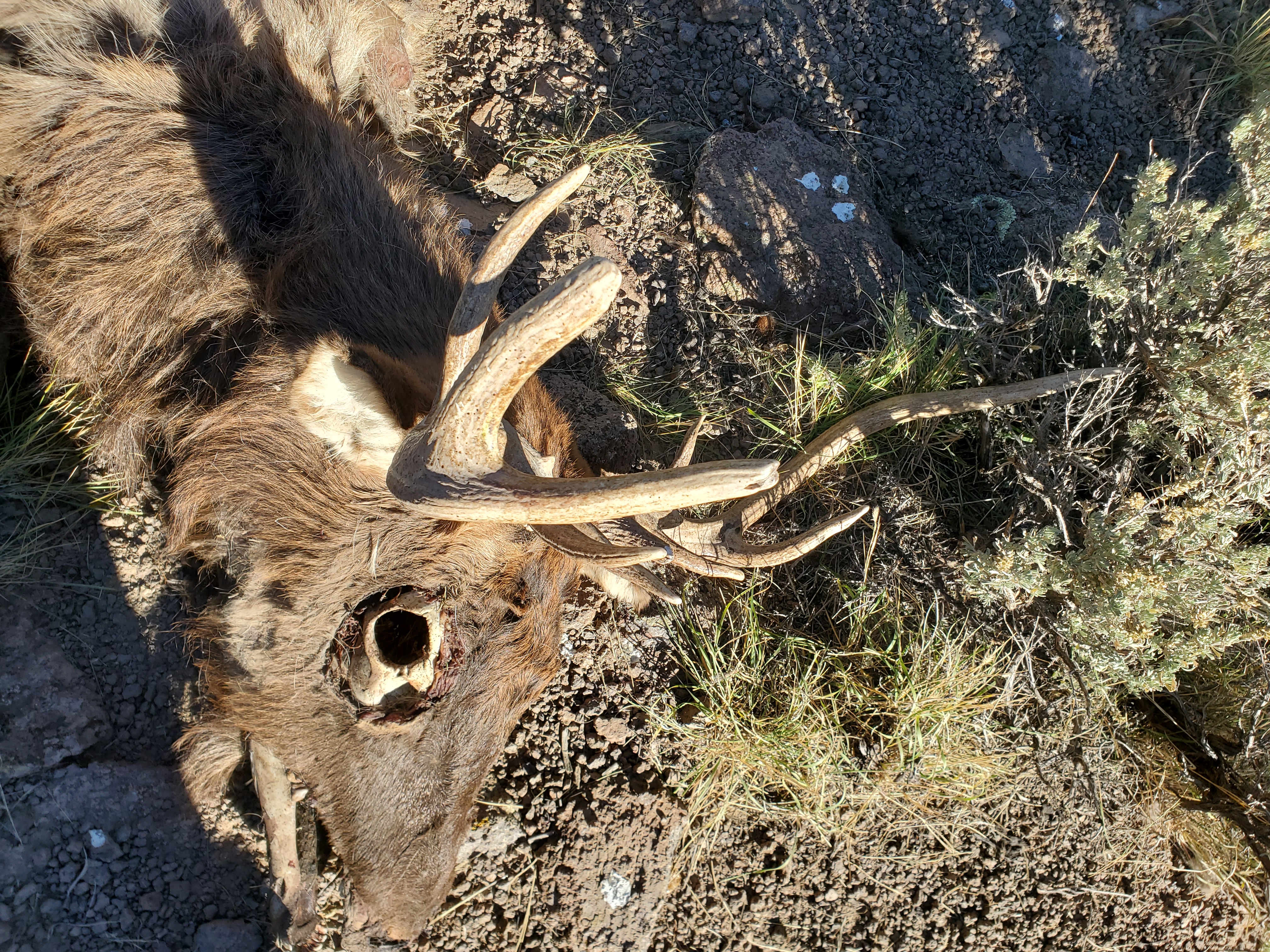 The carcass of a branch-antlered bull elk found at the Indian Peaks Wildlife Management Area in Beaver County on Oct. 21, 2022. State conservation officers are seeking the public's help identifying who illegally killed the animal.